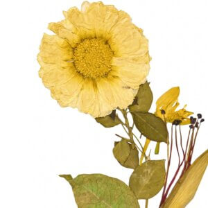 White Marigold Flower with Bombax Ceiba Wall Frame 4*6