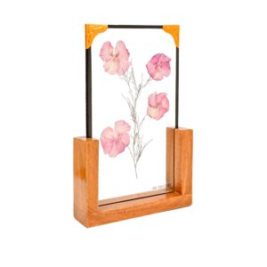 Nerium Oleander Table Top 6*10